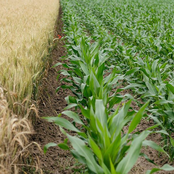 Photo of crops.